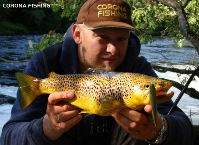 pstrąg potokowy norwegia