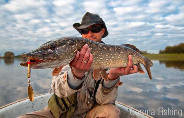 szczupak na obrotówkę