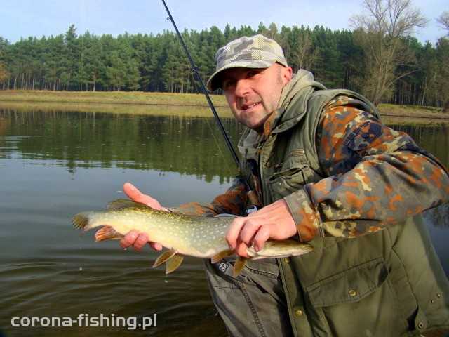 szczupak z odry