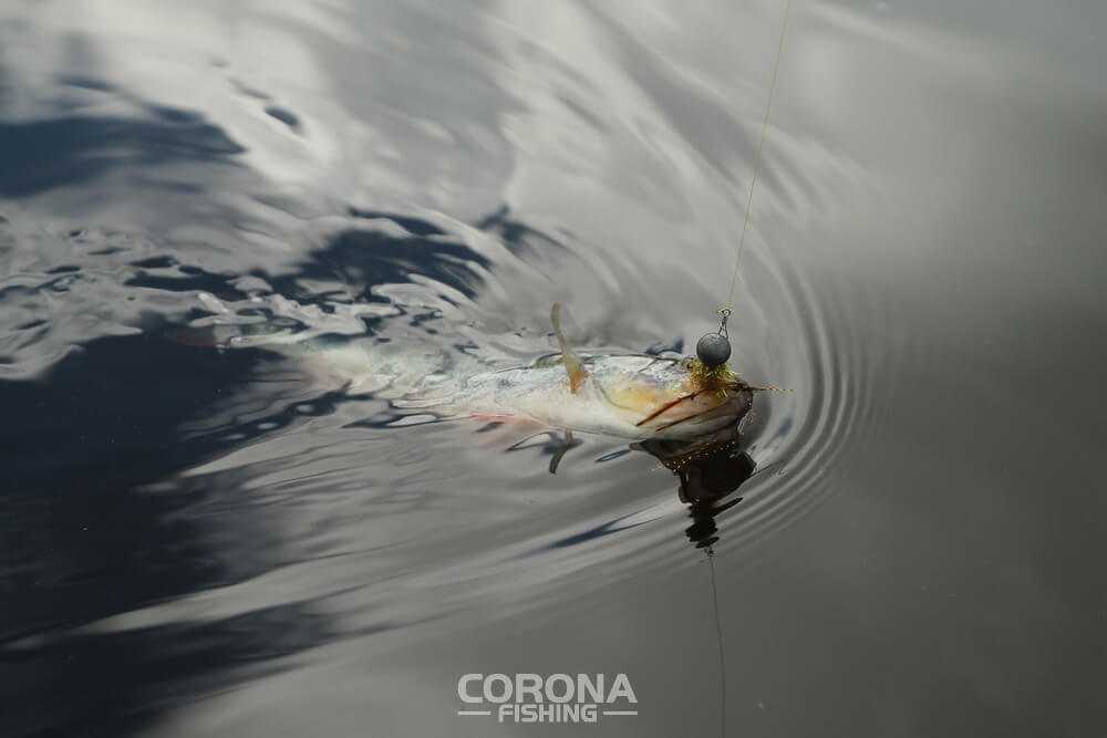 Koguty czyli przynęty wędkarskie o wielu obliczach