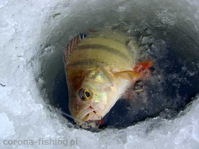 okoń na blaszkę podlodową