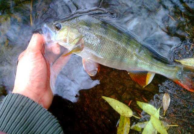 łowienie na drop shot