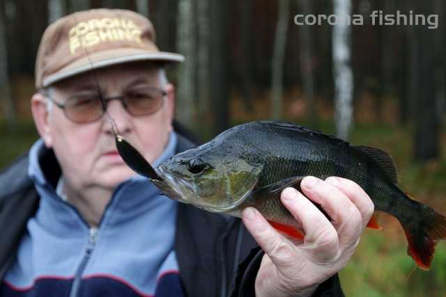 okoń na wahadłówkę