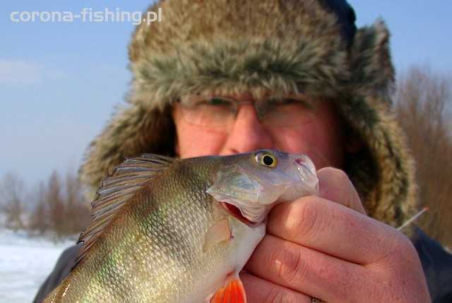 okoń z lodu