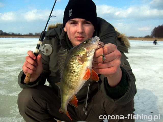 okoń na cykadę z lodu