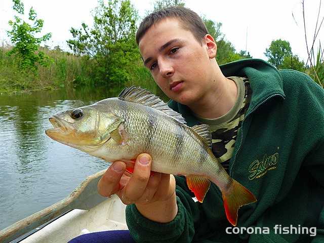 okoń spinning wiosna