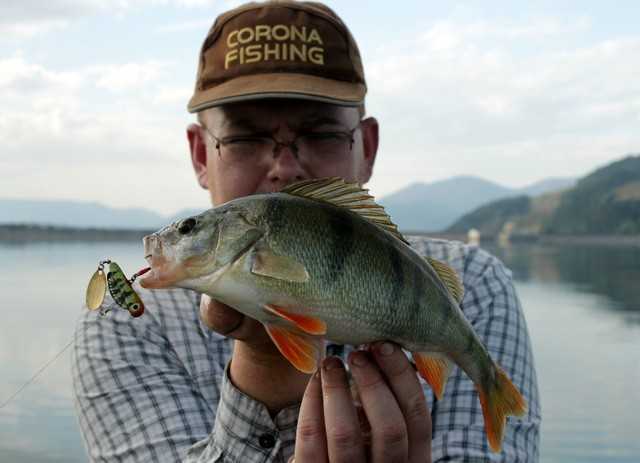 okoń na wirujacy ogonek