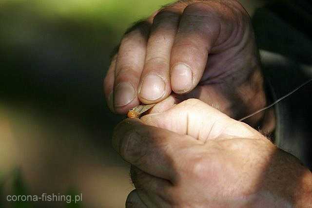 przynęty przebłyszczenie