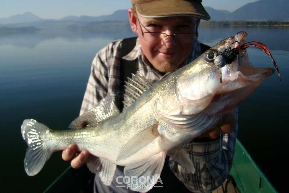 skuteczne koguty na sandacza
