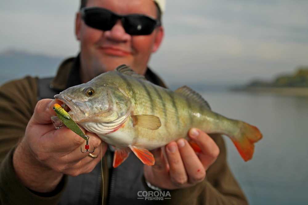 przynęty okoniowe cykady