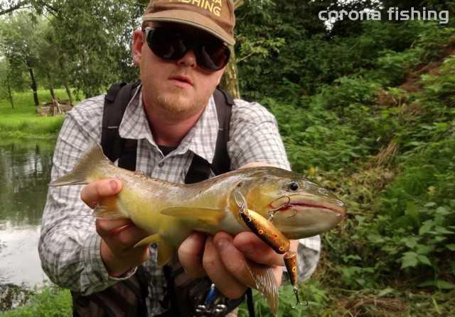 w2oblerki łamane na pstrąga