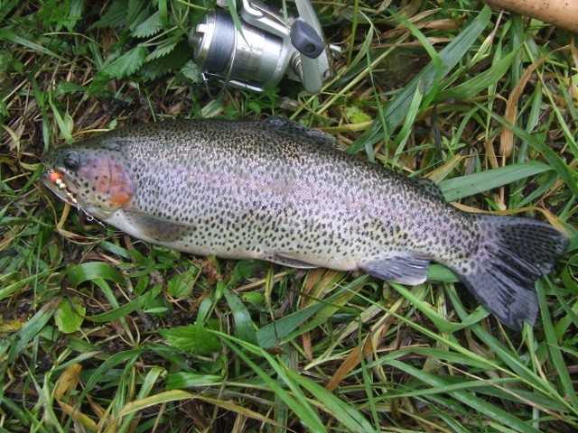 tęczowy pstrąg na spinning