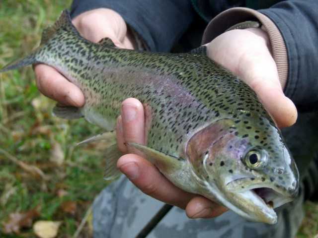 Tęczowa alternatywa