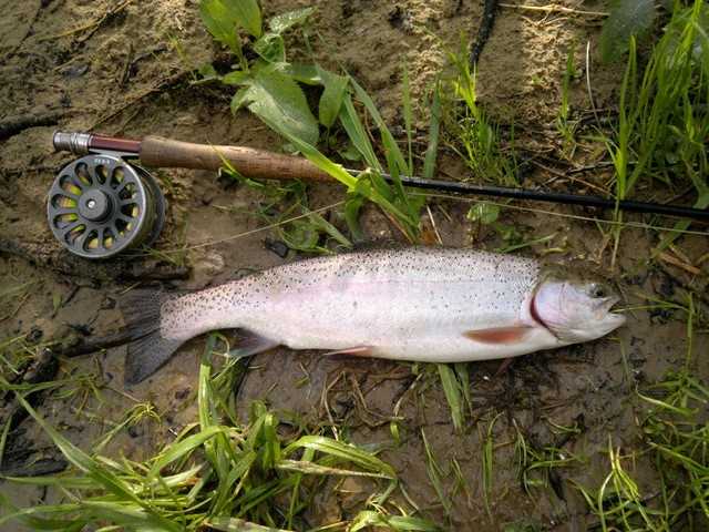 Tęczowa alternatywa