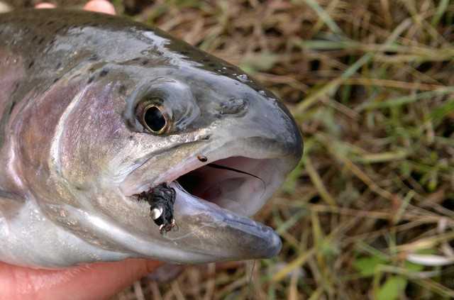 Tęczowa alternatywa