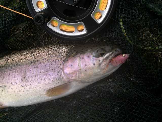 muszkarstwo - pstrąg tęczowy