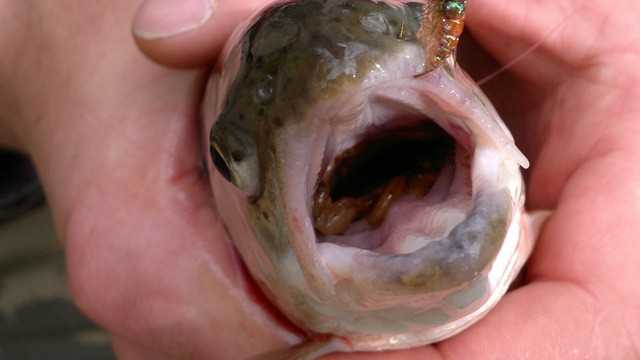 Tęczowa alternatywa