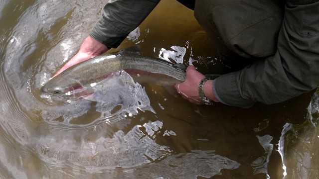 pstrąg tęczowy na muchę