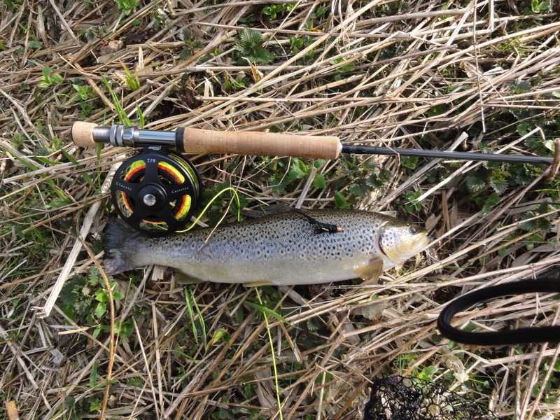 pstrąg łupawa