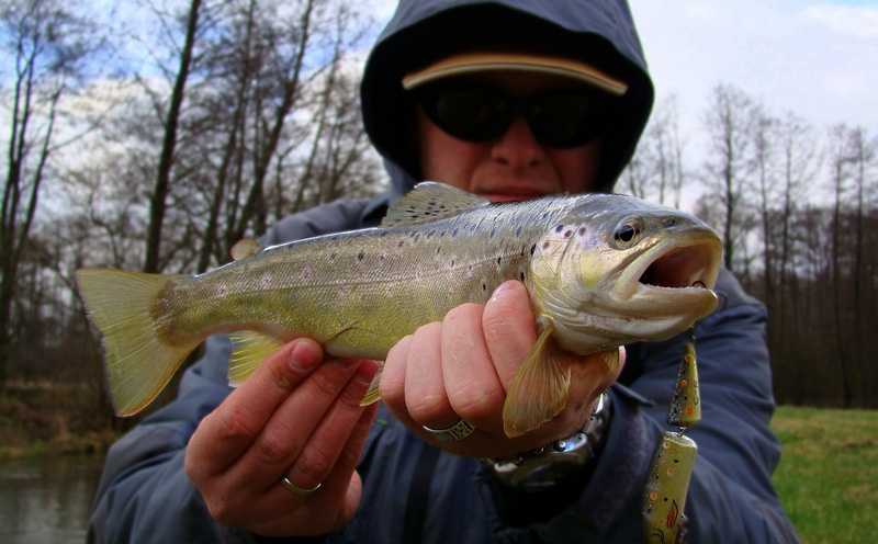 wobler na pstrąga