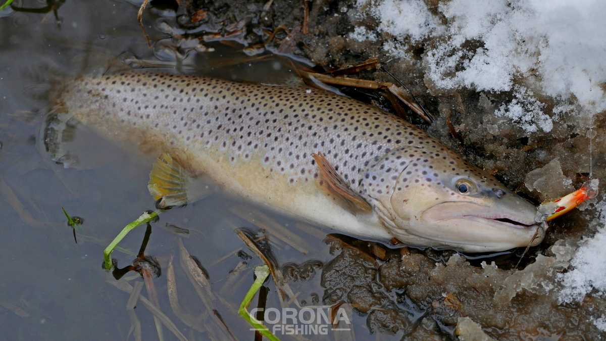 pstrąg w styczniu