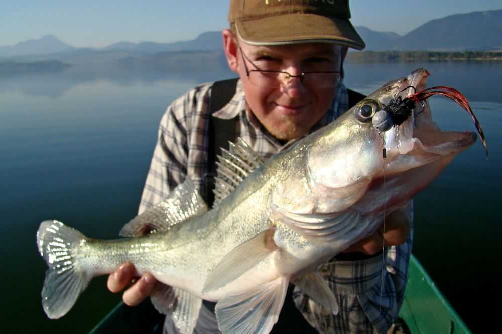 najlepsze przynęty na sandacza