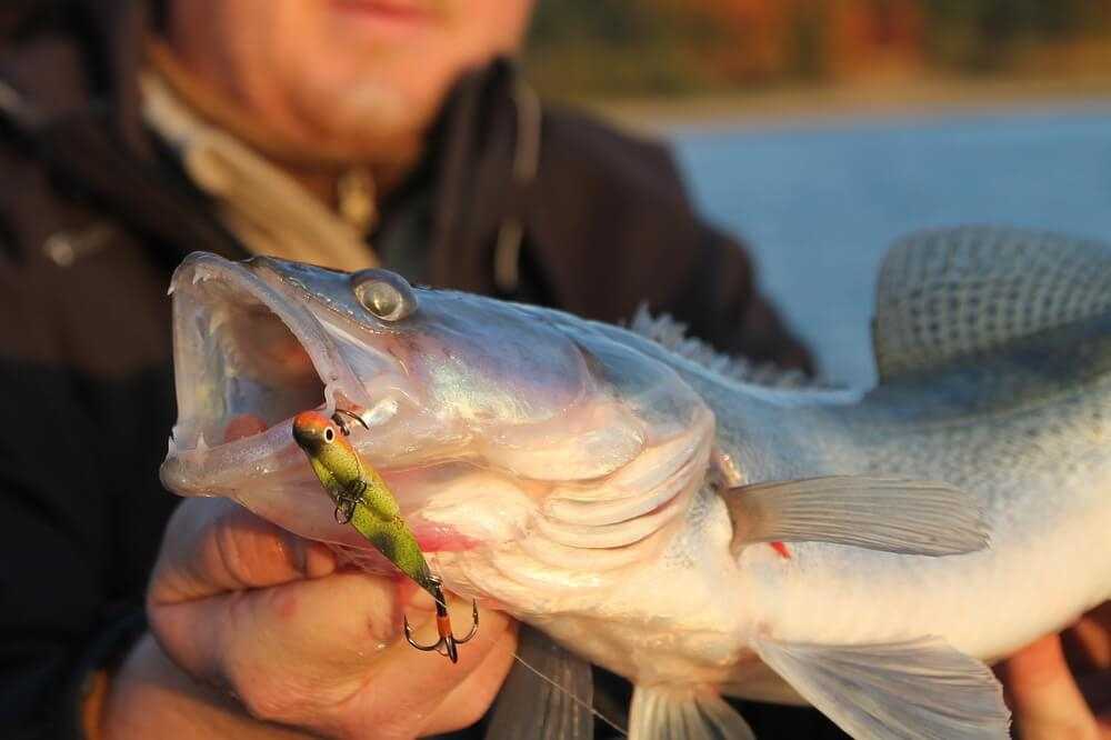 najlepsze przynęty na sandacza