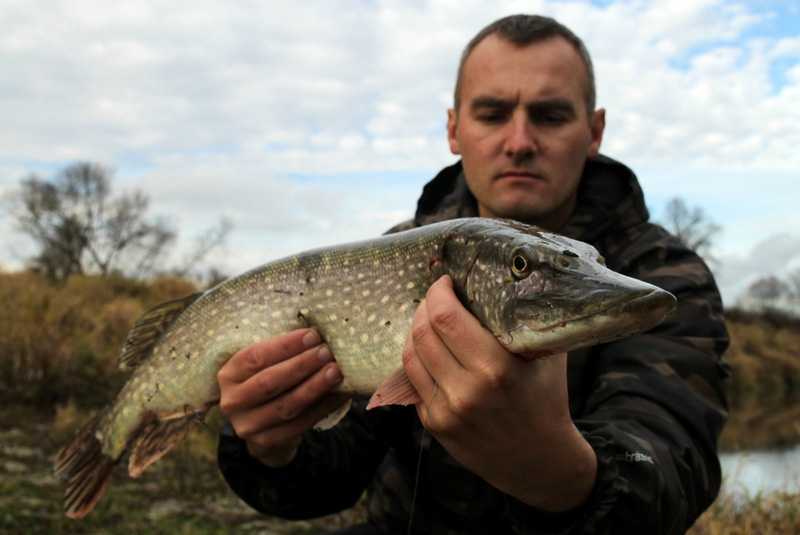 szczupak na wahadłówkę