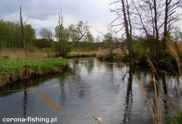 W poszukiwaniu litewskiego pstrąga