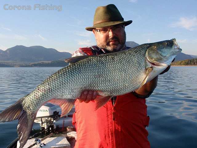 boleń zbiornik zaporowy