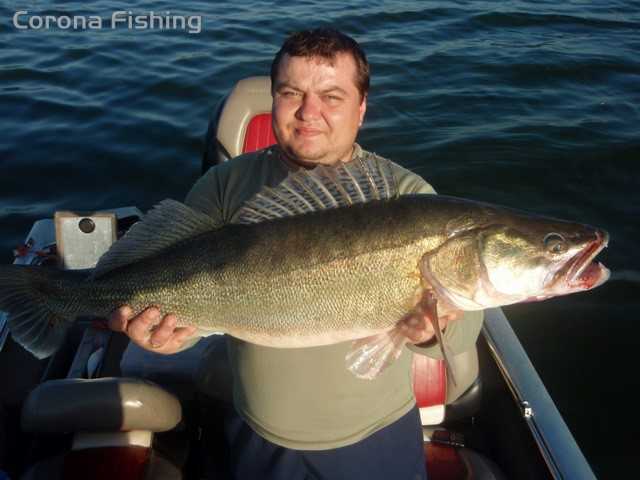 duży sandacz na koguta