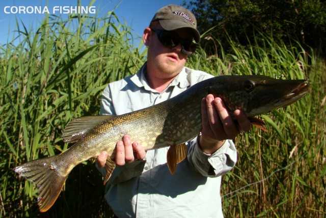 Szczupakowy lemiesz czyli wahadłówki na esoxa.