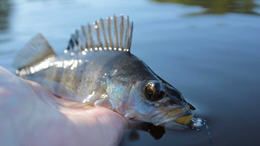 zimowy spinning okonie