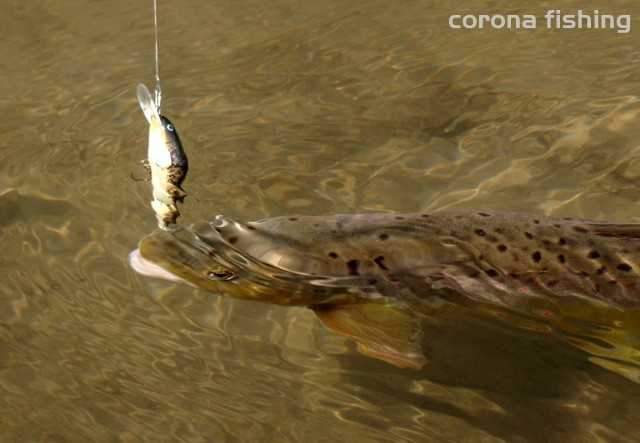 pstrąg na wobler