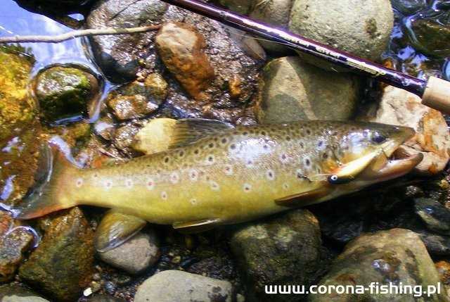 Woblerkowe poszukiwania