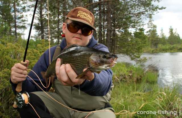 duzy lipień na sztuczna muchę