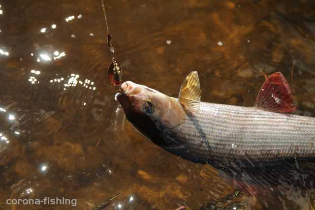 lipień na obrotówkę