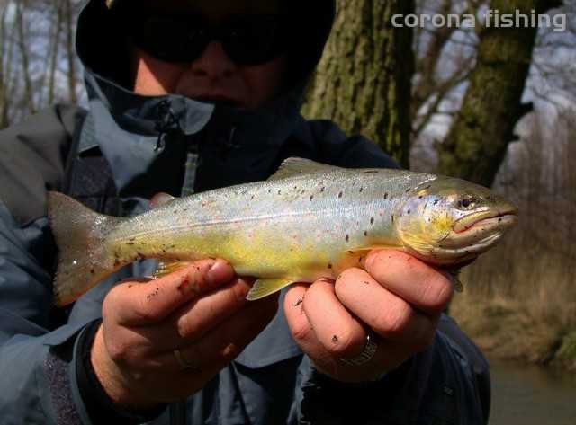 łowienie pstrągów w zime
