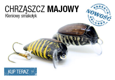 chrząszcz majowy