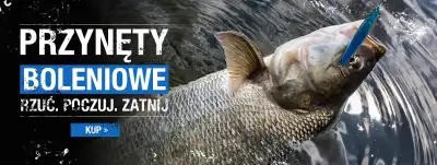 Przynęty boleniowe