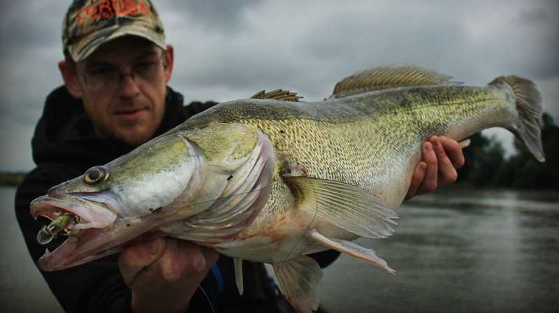 jak złowić sandacza