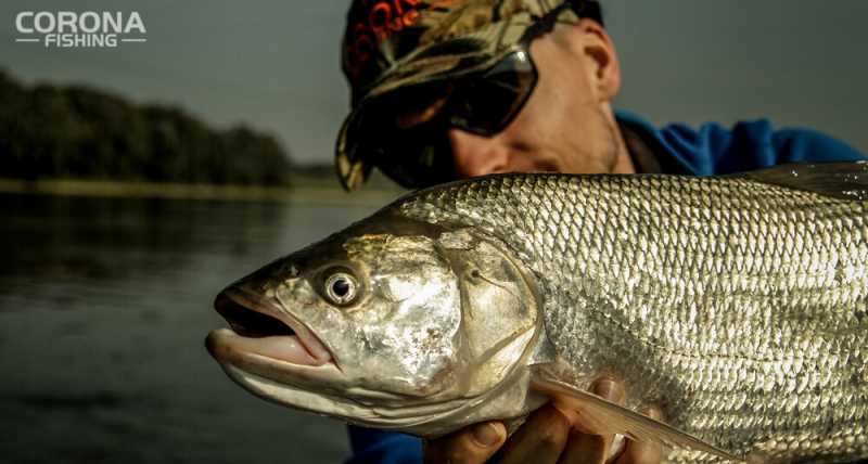 jaki wobler na bolenia