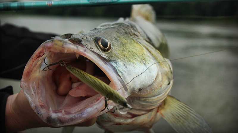 przynęty na sandacza