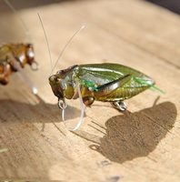 Woblery Załęczańskie