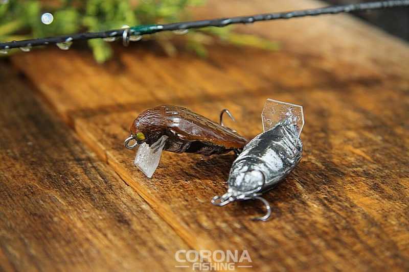 duży smużak na klenia