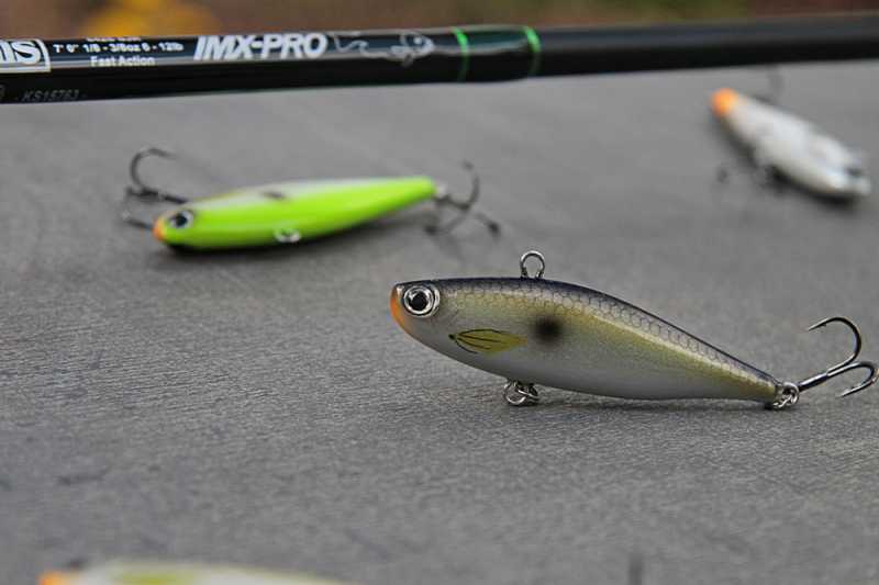 aspi cykady na okonia