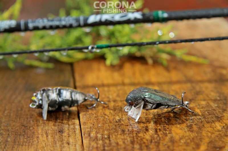 duże smużaki na klenia