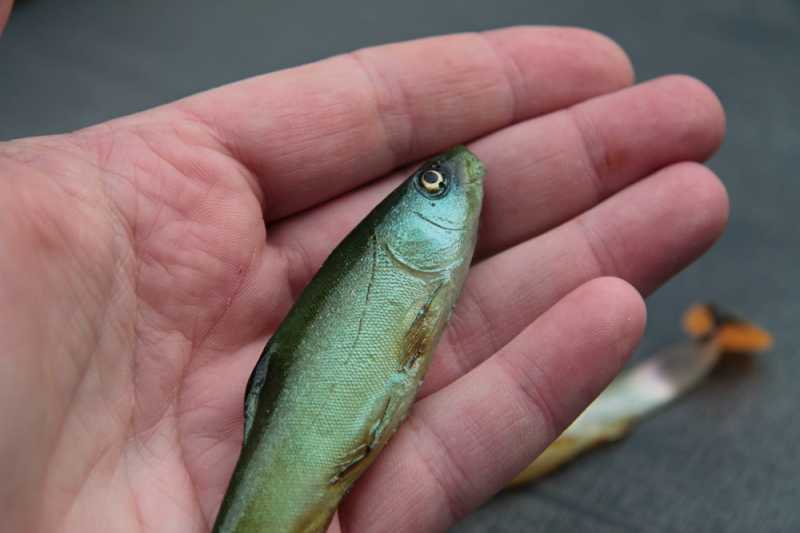 gumy  na szczupaka lin