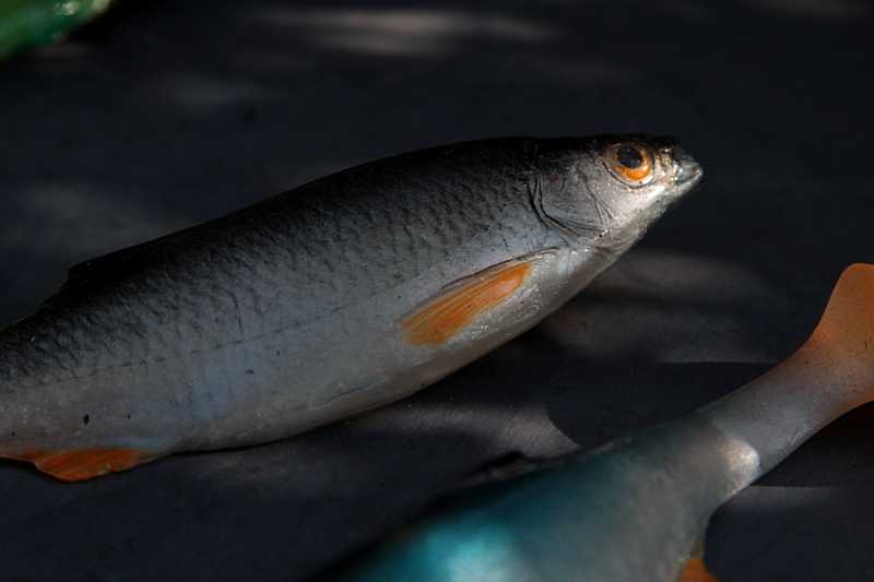 gumy tomasz miernik tm