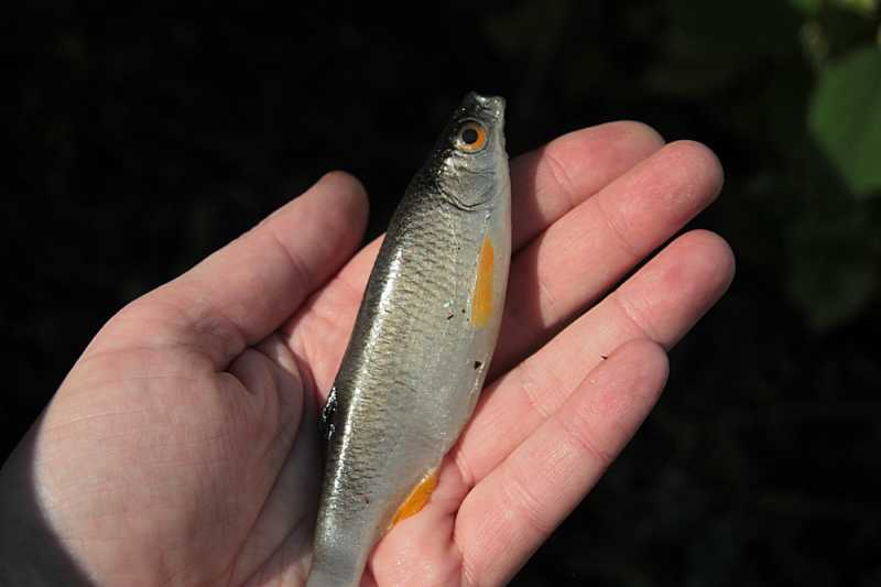 gumy tomasz miernik tm